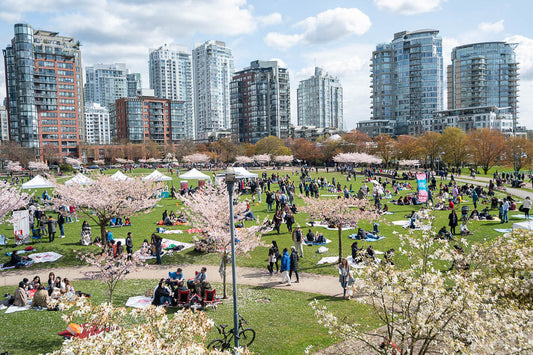 Pleasant Shimo joins 2026 Vancouver Cherry Blossom Festival